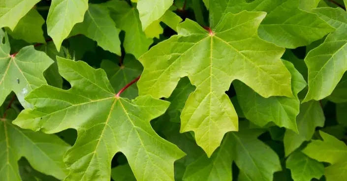 Velké a členité listy javoru (Acer) Velké a členité listy javoru (Acer)