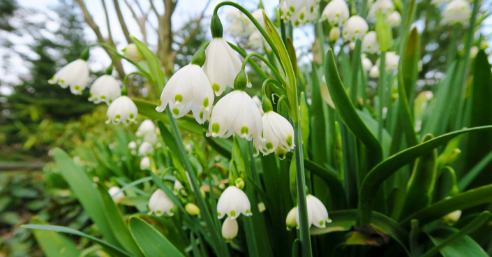 Bledule letní (Leucojum aestivum)