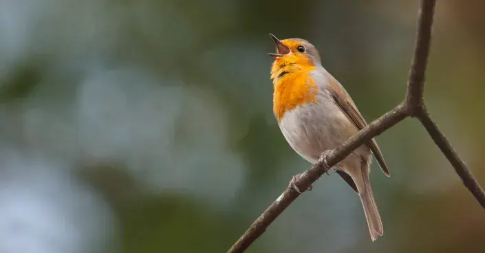 Červenka obecná (Erithacus rubecula) Červenka obecná (Erithacus rubecula)