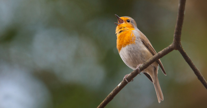 Červenka obecná (Erithacus rubecula)
