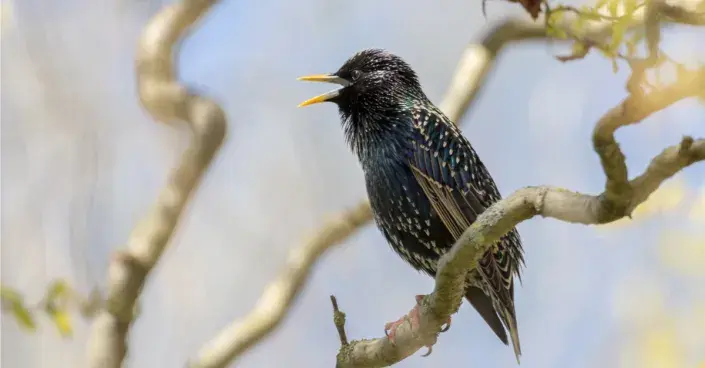 Špaček obecný (Sturnus vulgaris) Špaček obecný (Sturnus vulgaris)