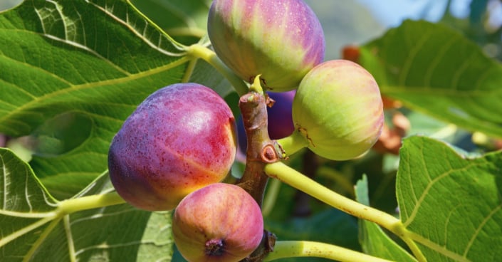 Plody fíkovníku