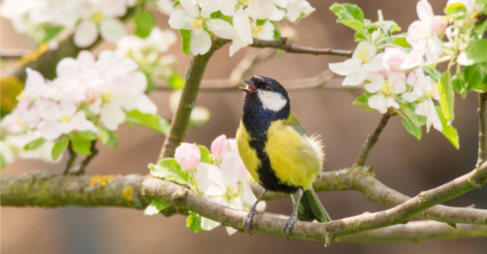 Sýkora koňadra (Parus major)