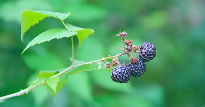 Výhon ostružiníku s plody Výhon ostružiníku s plody