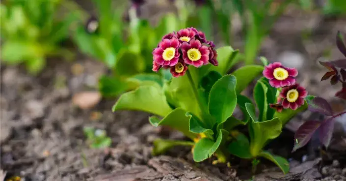 Prvosenka lysá Prvosenka lysá