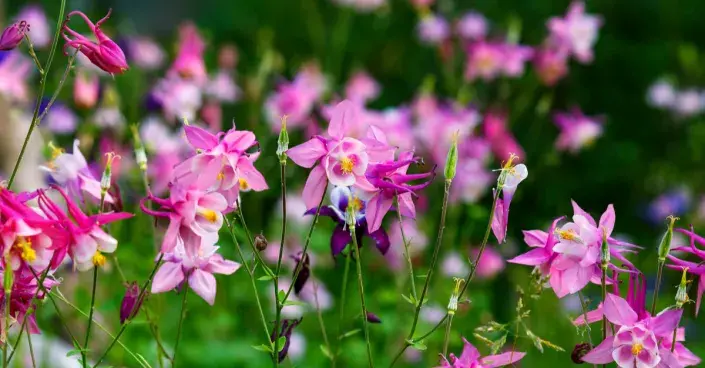 Rozkvetlý orlíček Rozkvetlý orlíček