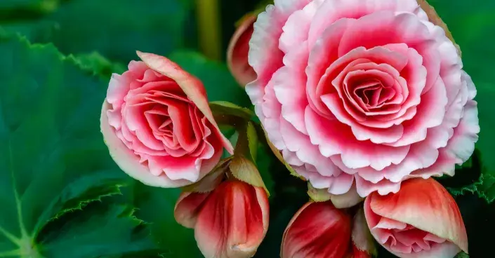 Begonie hlíznatá Begonie hlíznatá