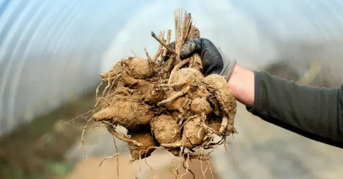 Hlízy jiřinek Hlízy jiřinek