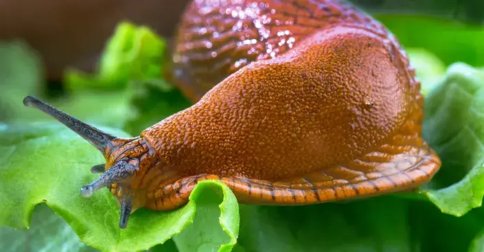 Plzák španělský Plzák španělský