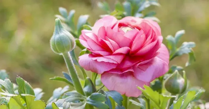 Květ pryskyřníku Květ pryskyřníku