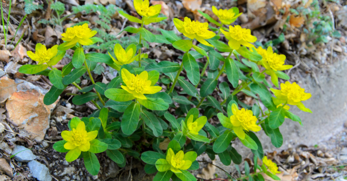 Pryšec mnohobarvý (Euphorbia polychroma)