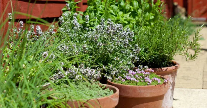 Květináče s bylinkami Květináče s bylinkami
