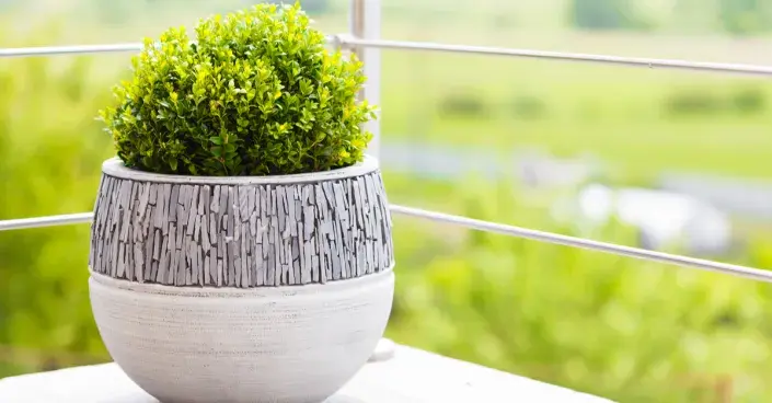 Zimostráz vždyzelený Zimostráz vždyzelený