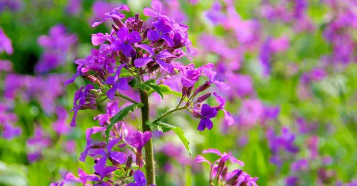 Měsíčnice roční