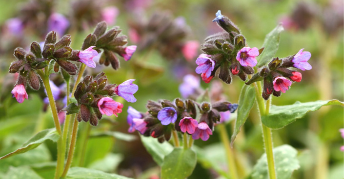 Plicník lékařský (Pulmonaria officinalis)