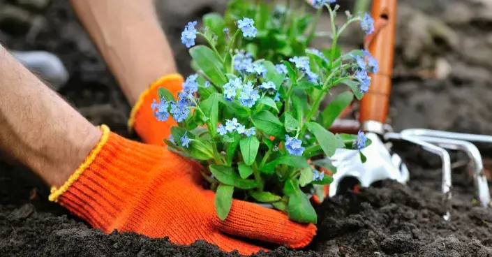 Výsadba pomněnky Výsadba pomněnky