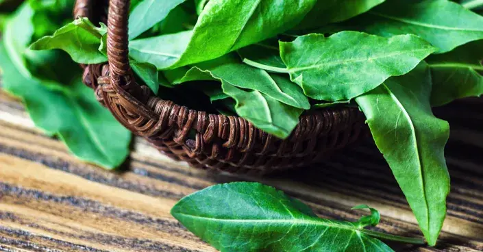 Listy šťovíku kyselého Listy šťovíku kyselého