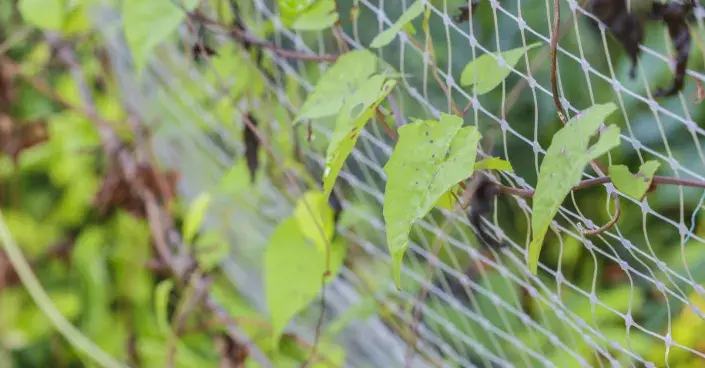 Síť pro popínavé rostliny Síť pro popínavé rostliny