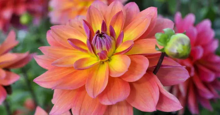 Květy jiřinek Květy jiřinek