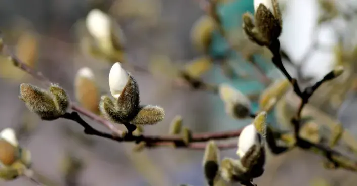 Šácholan obnažený Šácholan obnažený