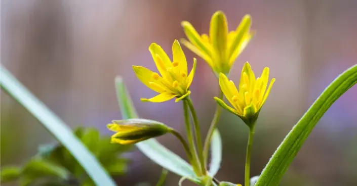 Křivatec žlutý Křivatec žlutý