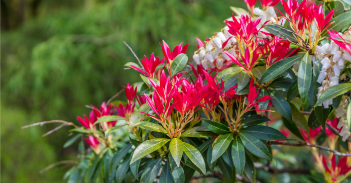 Pieris japonský (Pieris japonica)