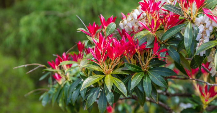 Pieris japonský (Pieris japonica)