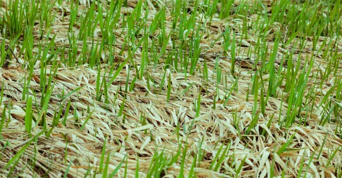 Pýr plazivý Pýr plazivý