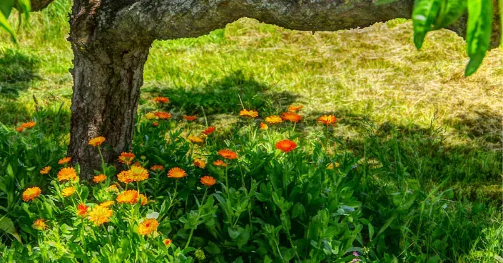 Letničky pod ovocným stromem Letničky pod ovocným stromem