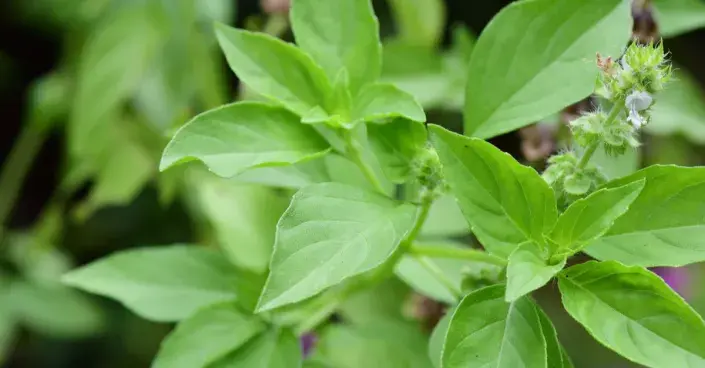 Bazalka citronová Bazalka citronová