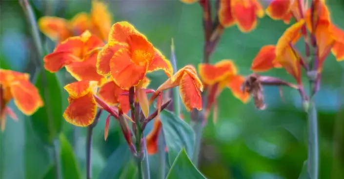 Dosna indická Dosna indická