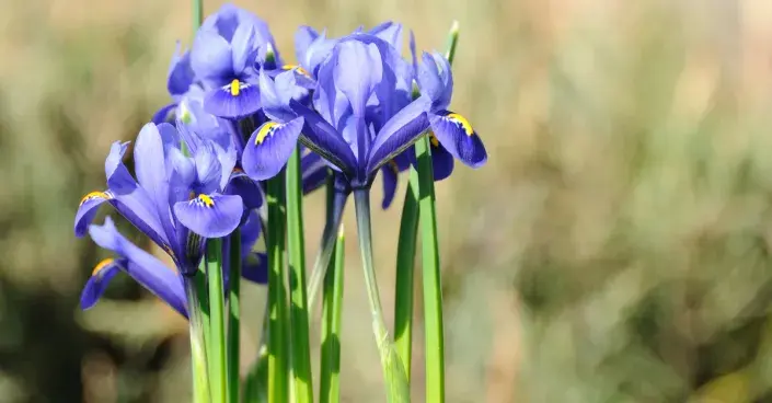 Kosateček síťkovaný Kosateček síťkovaný