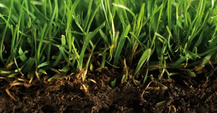 Průřez trávníkem Průřez trávníkem