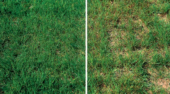 Trávník po obnově a před ní Trávník po obnově a před ní