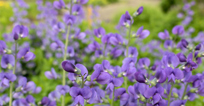 Baptisie jižní (Baptisia australis)