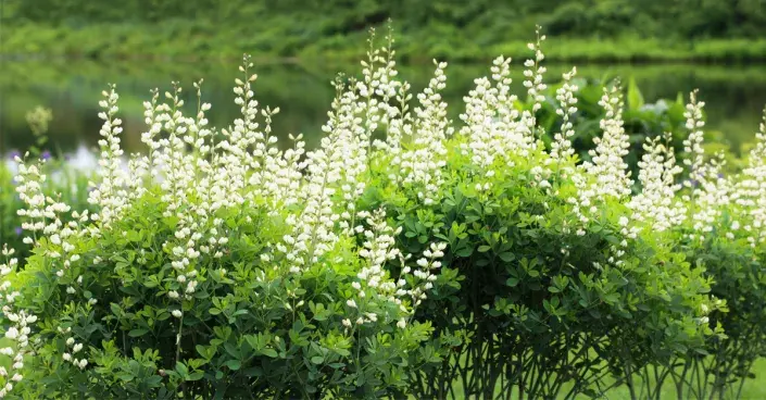 Baptisie bílá (Baptisia alba) Baptisie bílá (Baptisia alba)