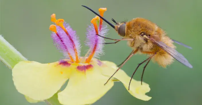 Dlouhososka velká Dlouhososka velká