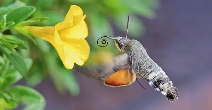 Dlouhozobka svízelová Dlouhozobka svízelová