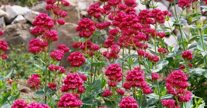 Mavuň červená (Centranthus ruber) Mavuň červená (Centranthus ruber)