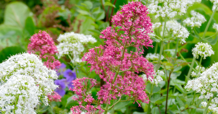 Mavuň červená (Centranthus ruber)