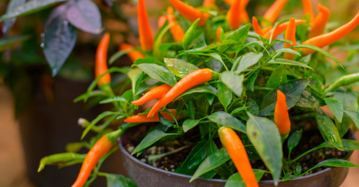 Plody chilli papriček Plody chilli papriček