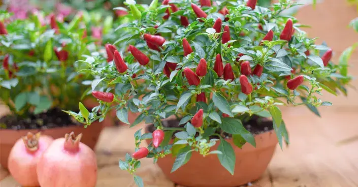 Chilli paprička v květináči Chilli paprička v květináči