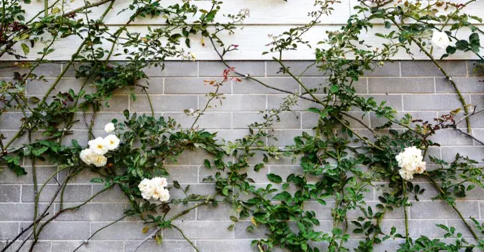 Popínavé růže na zdi Popínavé růže na zdi