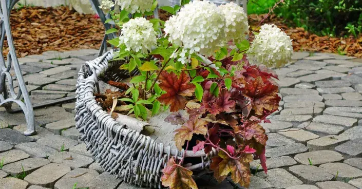 Hortenzie vysazené v košíku Hortenzie vysazené v košíku