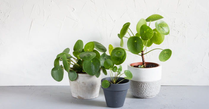 Palačinková rostlina (Pilea peperomioides) Palačinková rostlina (Pilea peperomioides)