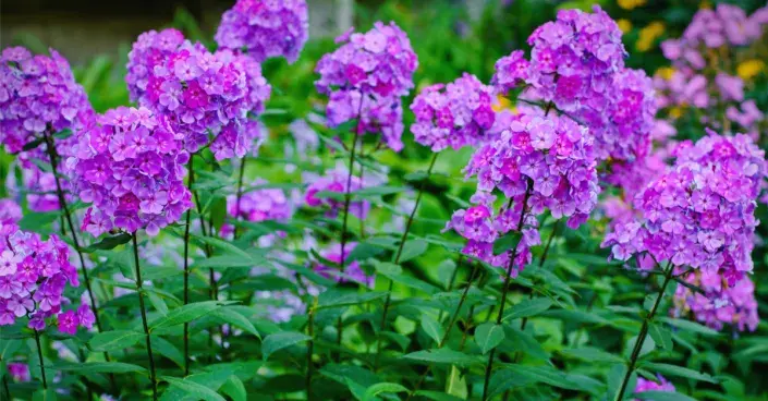 Plamenka latnatá Plamenka latnatá