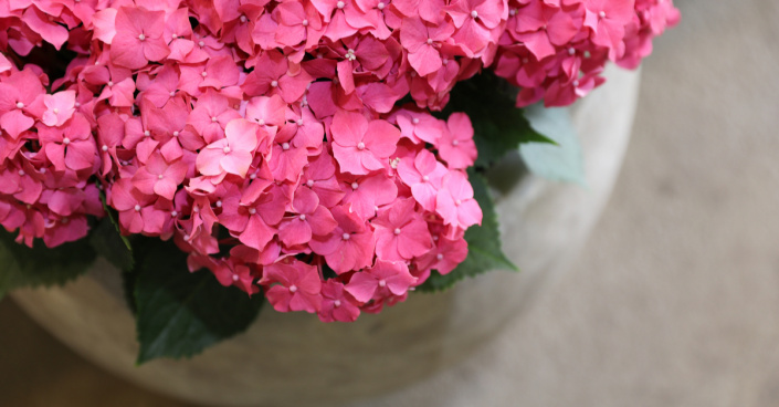 Hortenzie velkolistá (Hydrangea macrophylla)