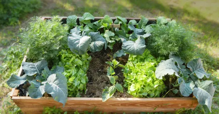 Zeleninový záhon na metru čtverečním Zeleninový záhon na metru čtverečním