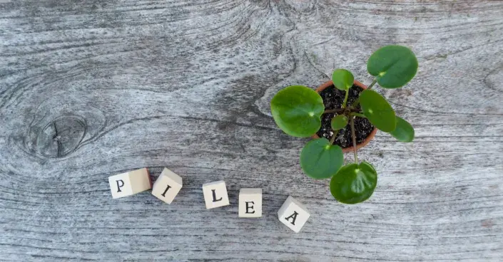 Pilea peperomioides, palačinková rostlina Pilea peperomioides, palačinková rostlina