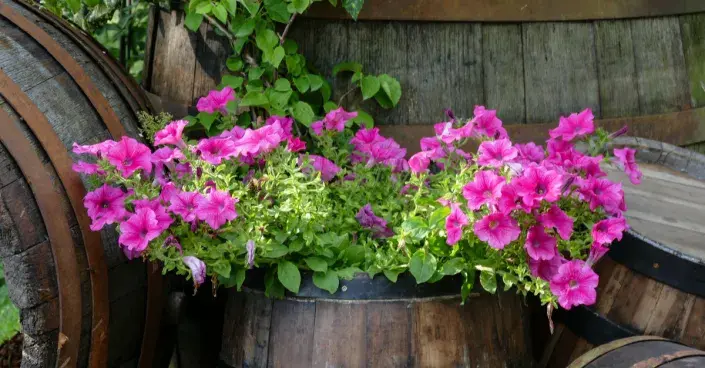 Růžové petúnie Růžové petúnie